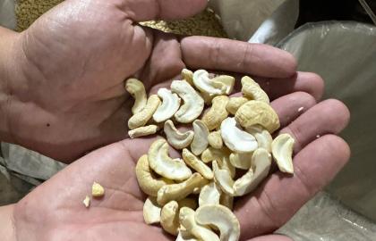 Quy Trình Sản Xuất Và Đóng Gói Hạt Điều Xuất Khẩu Của VNTL