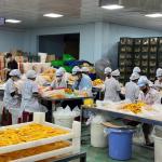 Quy trình sản xuất xoài sấy dẻo tại VNTL