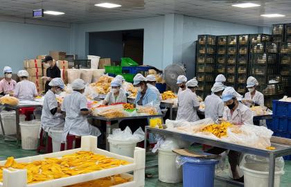 Quy trình sản xuất xoài sấy dẻo tại VNTL